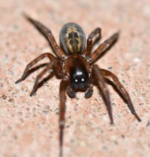 Réf. 245 927 : Amaurobius sp.